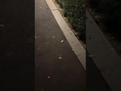 Wow! Một chiếc đèn vườn cổ điển, làm sáng đêm của bạn!