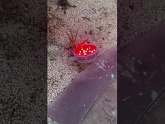 Wow, những ngọn đèn đẹp như thế nào trong công viên giải trí!